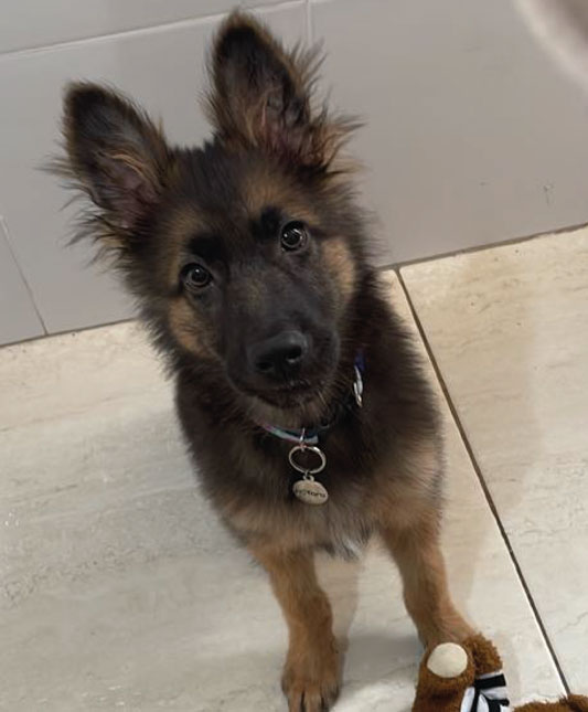 Comprar Filhote de Cachorro