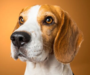 Comprar Filhote de Cachorro