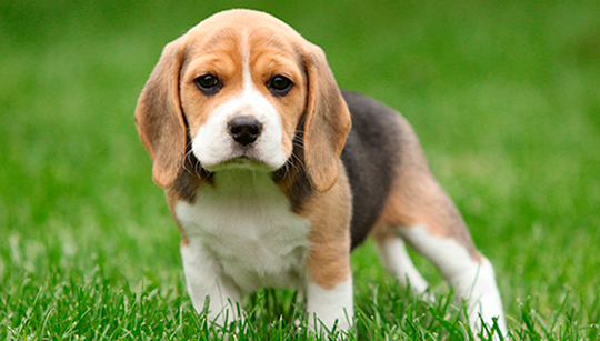 BEAGLE