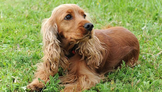 COCKER SPANIEL INGLÊS