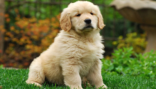 GOLDEN RETRIEVER