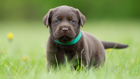 LABRADOR RETRIEVER