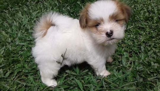 LHASA APSO