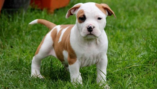 PIT BULL TERRIER