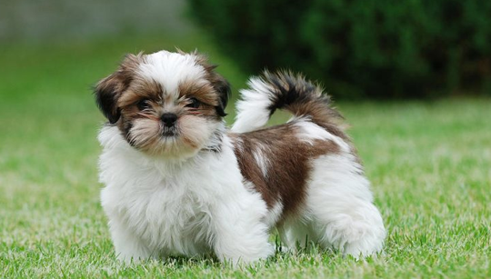 SHITZU - SHIH TZU