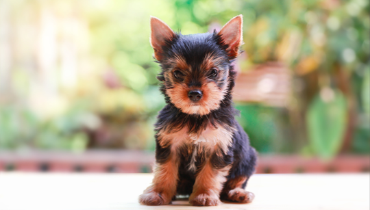 YORKSHIRE TERRIER