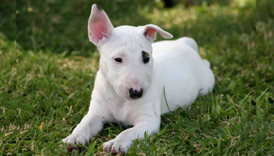 BULL TERRIER INGLÊS