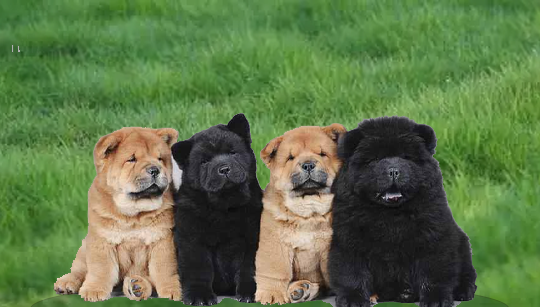 CHOW CHOW