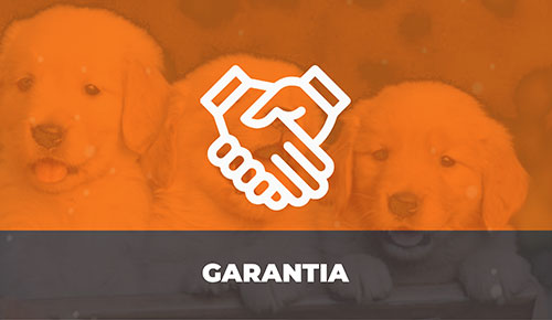 Comprar Filhote de Cachorro