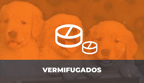 Comprar Filhote de Cachorro