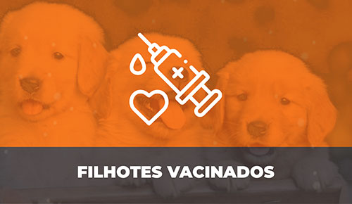 Comprar Filhote de Cachorro