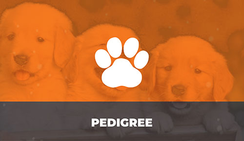 Comprar Filhote de Cachorro