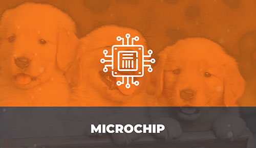 Comprar Filhote de Cachorro